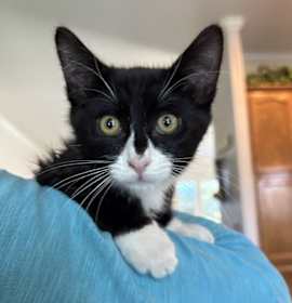 Photo of Felix Schomberg