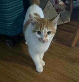 Photo of Star (25-170 C)