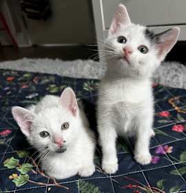 Photo of Cherry and Lilac