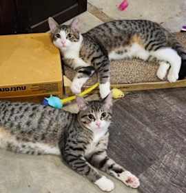 Photo of Piggly Wiggly(bonded with Hami