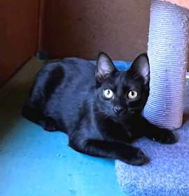 Photo of Black Velvet