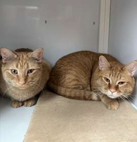 Photo of Nigel & Cyril - bonded brothers