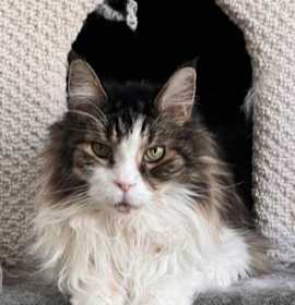 Photo of Lord Chutney