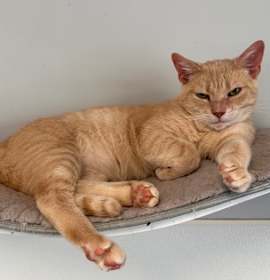 Photo of Frank FKA C12