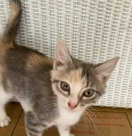 Photo of Firespike Jo