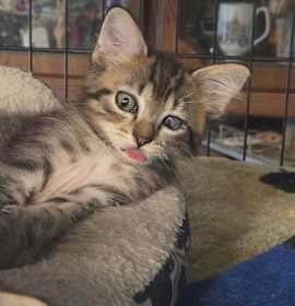 Photo of Ghost Pepper