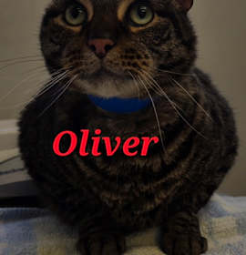 Photo of Oliver