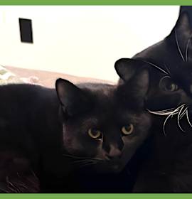 Photo of Ash and Indy