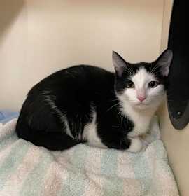 Photo of Oreo (bonded with Michy)