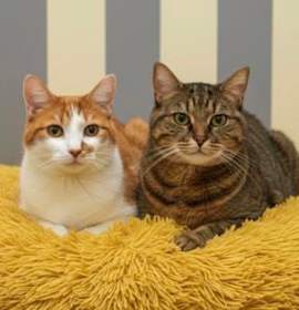 Photo of Chester (BONDED W SETH)