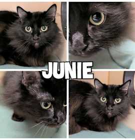 Photo of Junie