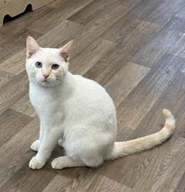 Photo of Cat 27210 (Lester)