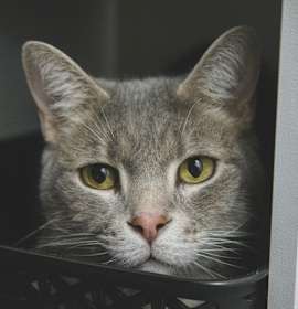 Photo of Cuddles (Holland Cat Cove)