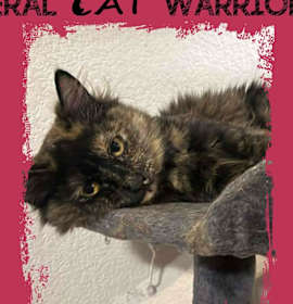 Photo of Midnight Tort