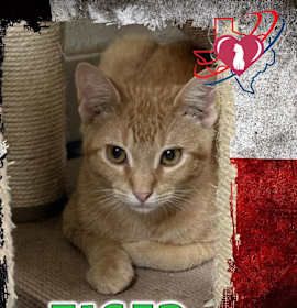 Photo of Fire Troll/Tiger