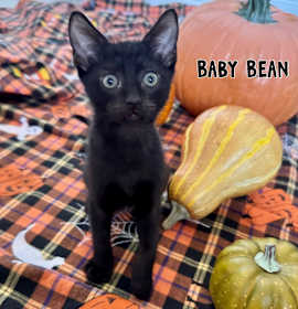 Photo of Baby Bean