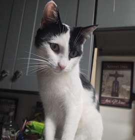 Photo of Steven Spielberg