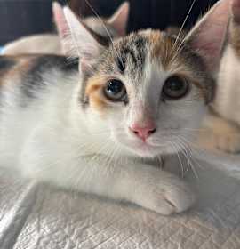 Photo of Almond Milk