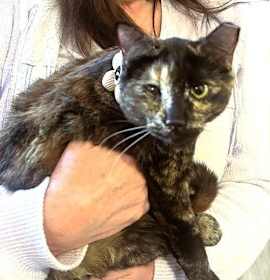 Photo of Terra  - Amazon Litter