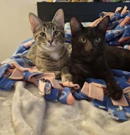 Photo of Genevieve and Jade (bonded pair)