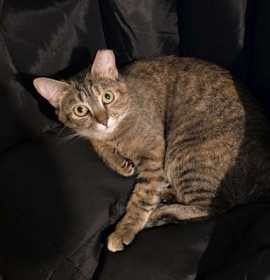 Photo of Demi-Dimmadome