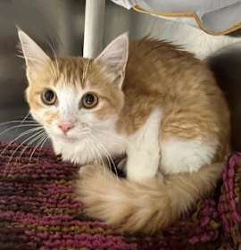 Photo of Chia-Adoptable