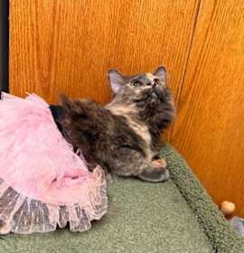 Photo of Scar (bonded to Cobra)