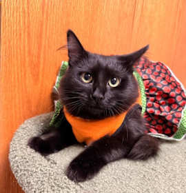 Photo of Cobra (bonded to Scar)