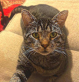 Photo of Rum Tum Tugger