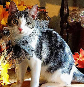 Photo of KITTEN STARLING