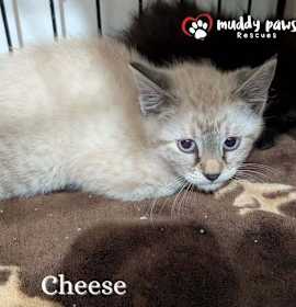 Photo of Green Bay Packers: Cheese