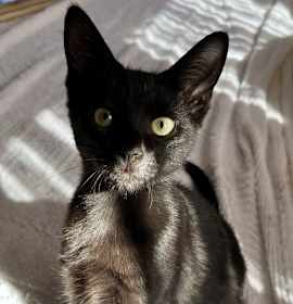 Photo of Independence “Indy”