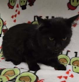 Photo of SAPPHIRE (RESCUE ONLY)