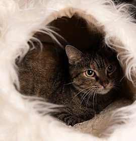 Photo of Jenny the Generator