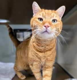 Photo of C22-11 Chester Cheetah