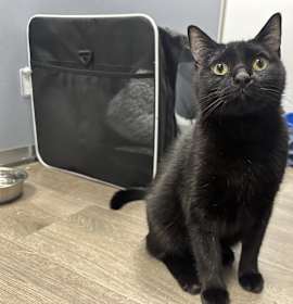 Photo of Layla (In Foster)