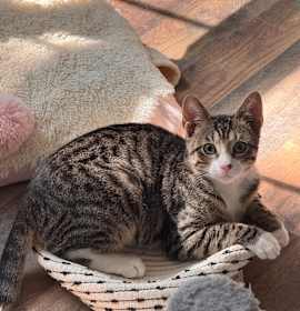 Photo of Broccoli Cheddar