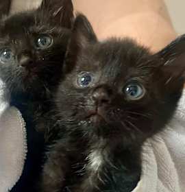 Photo of Sprout (Cob BB 2)