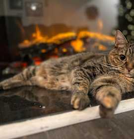 Photo of Jodi- Della