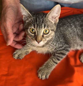 Photo of Charlie 4 months old