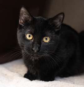 Photo of Maserati 19