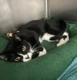 Photo of Luna Lee and Lola