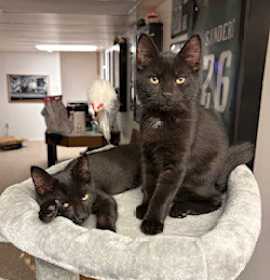 Photo of Chip & Dale