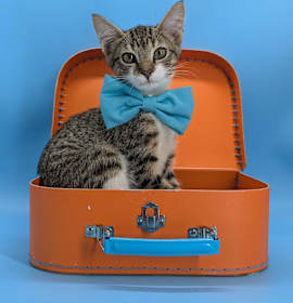 Photo of Jinu (K-Pop Litter)