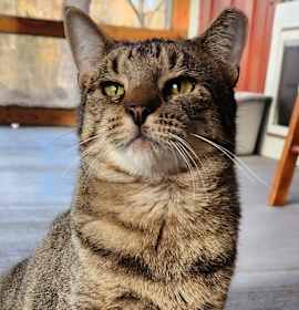 Photo of Rawrnald Weasley