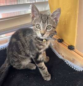 Photo of Ember 14948BZ 985113010255020MC