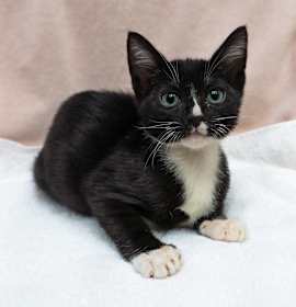 Photo of Spicer (Bonded to SpookyJ)