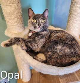 Photo of Opal