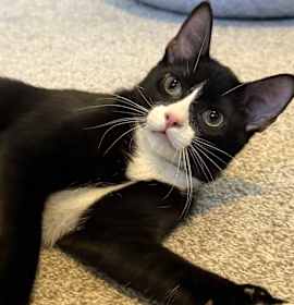 Photo of Sylvester (bonded to Link)