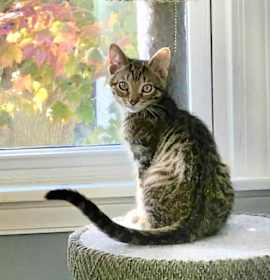 Photo of Autumn (f) & Gusty (m)